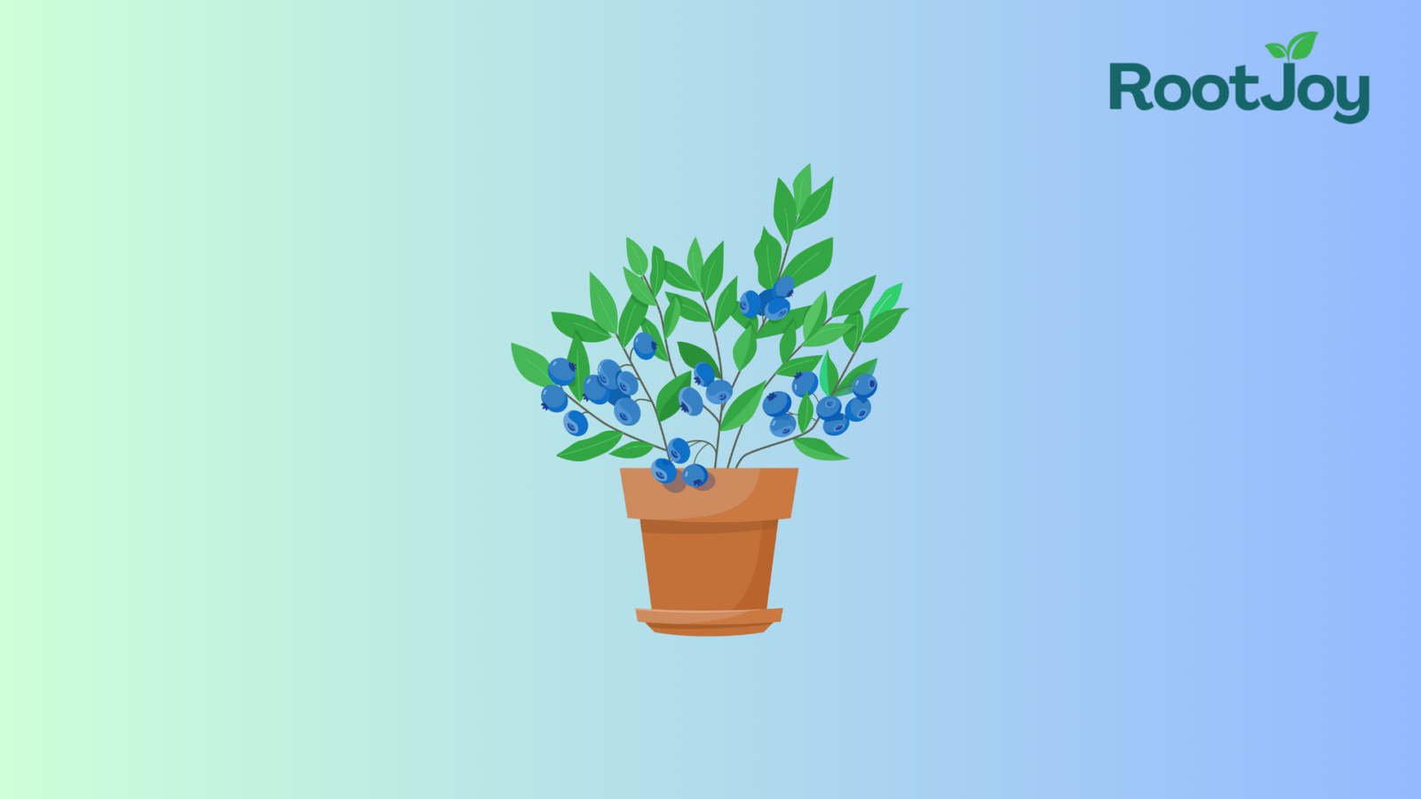 How to Grow Blueberries: Your Ultimate Guide to a Thriving Berry Patch