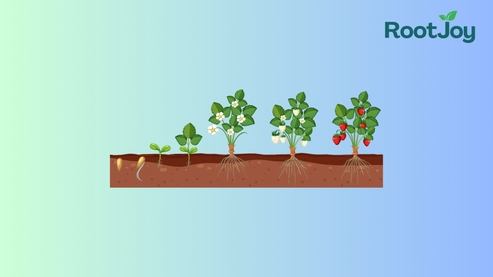 How to Grow Strawberries: A Comprehensive Guide