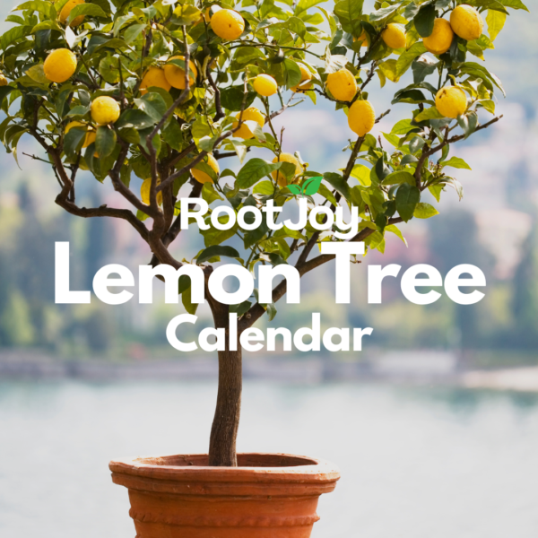 Lemon Tree Planting Calendar(1)