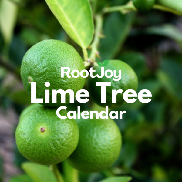 Lime Tree Planting Calendar Your Citrus Growing Guide(1)