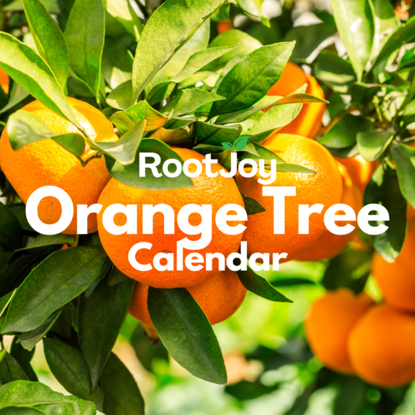 Orange Tree calendar