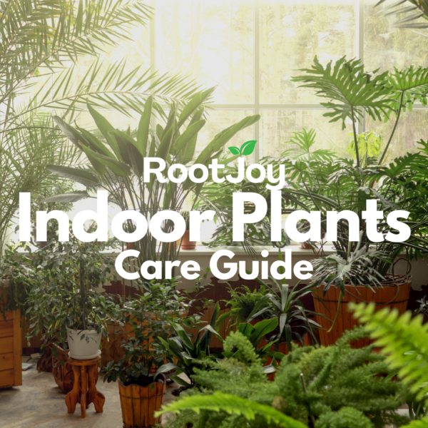 Indoor Plant Care Guide