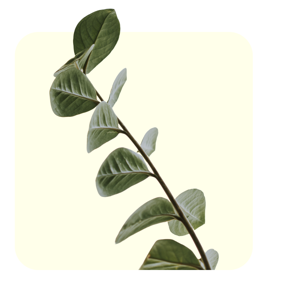 RootJoy Image 2